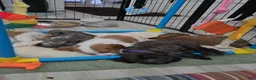 Cavapoo dogs for sale: Cavapoo Puppy 4- Maverick - Ad 4