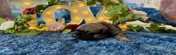 Cane Corso dogs for sale: Lily - Ad 5