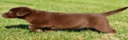 Labrador Retriever dogs for sale: Libby - Ad 13