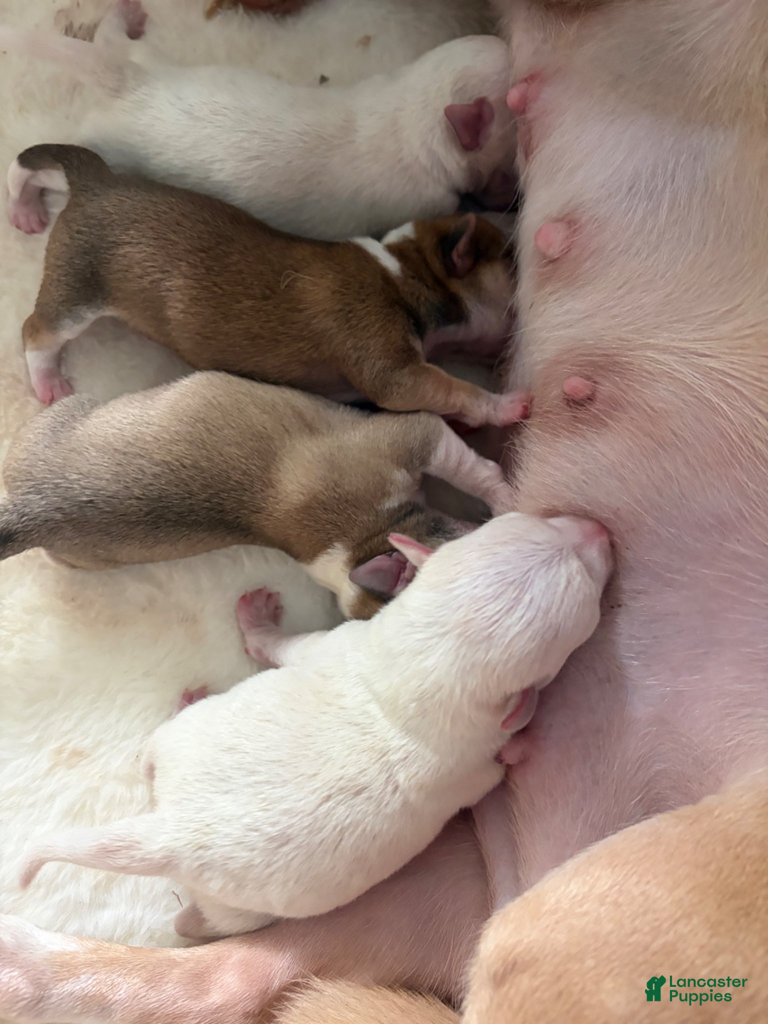 Mixed Breed dogs Mixed Breed Puppy 4 - Ad 1