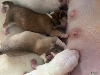 Mixed Breed dogs for sale: Mixed Breed Puppy 4 - Ad 4