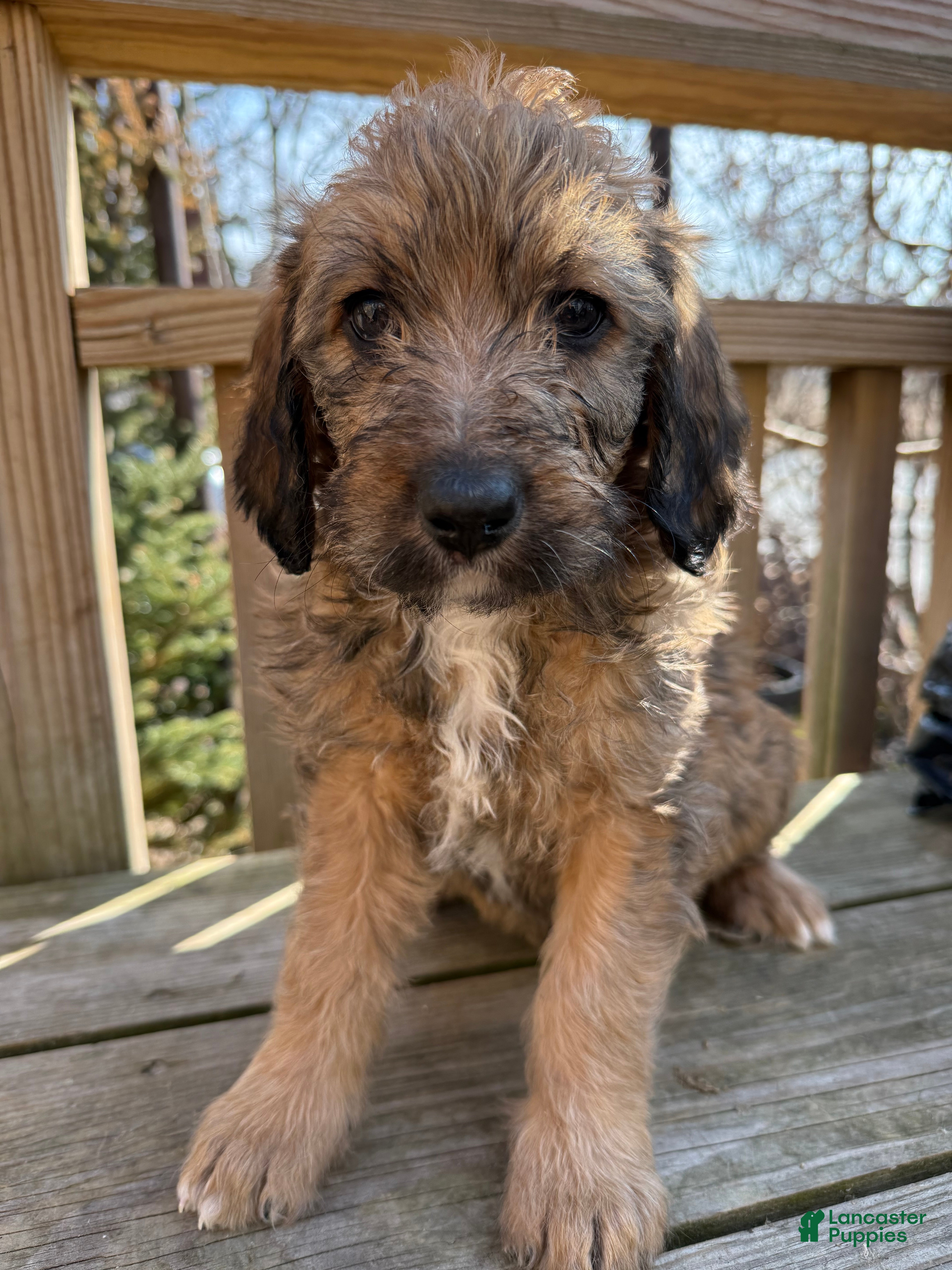 Mixed Breed dogs Sofie - Ad 1