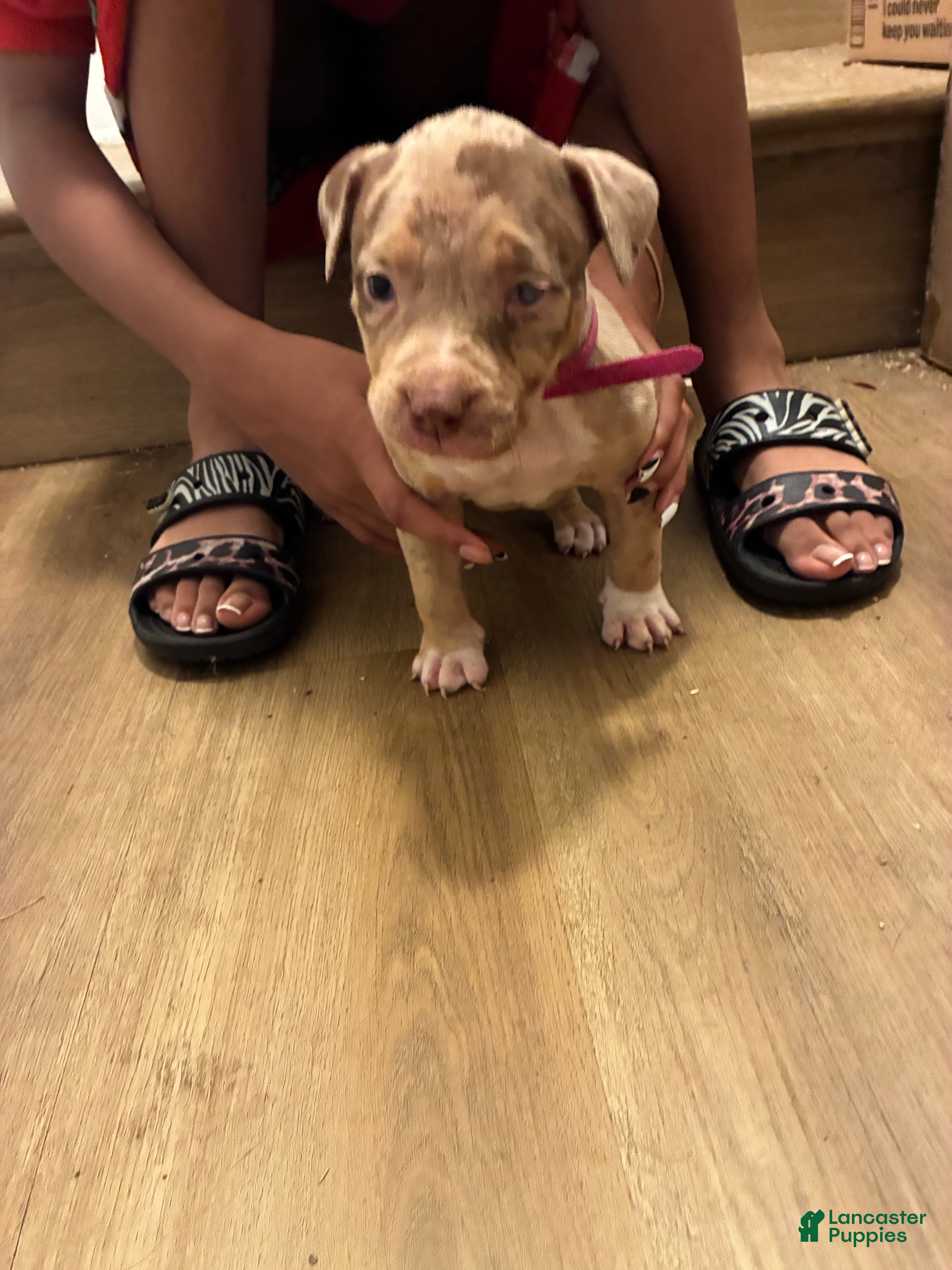 American Bully dogs for sale: American Bully 5 - Ad 5