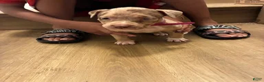 American Bully 5