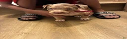 American Bully dogs for sale: American Bully 5 - Ad 1