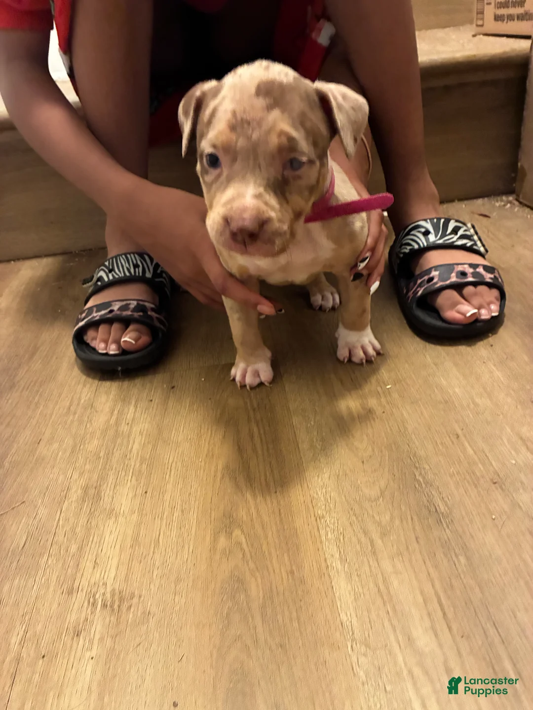 American Bully dogs for sale: American Bully 5 - Ad 1