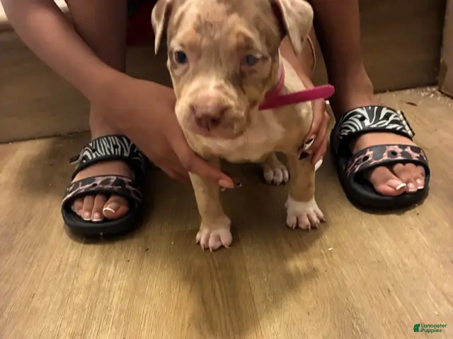 American Bully dogs for sale: American Bully 5 - Ad 5