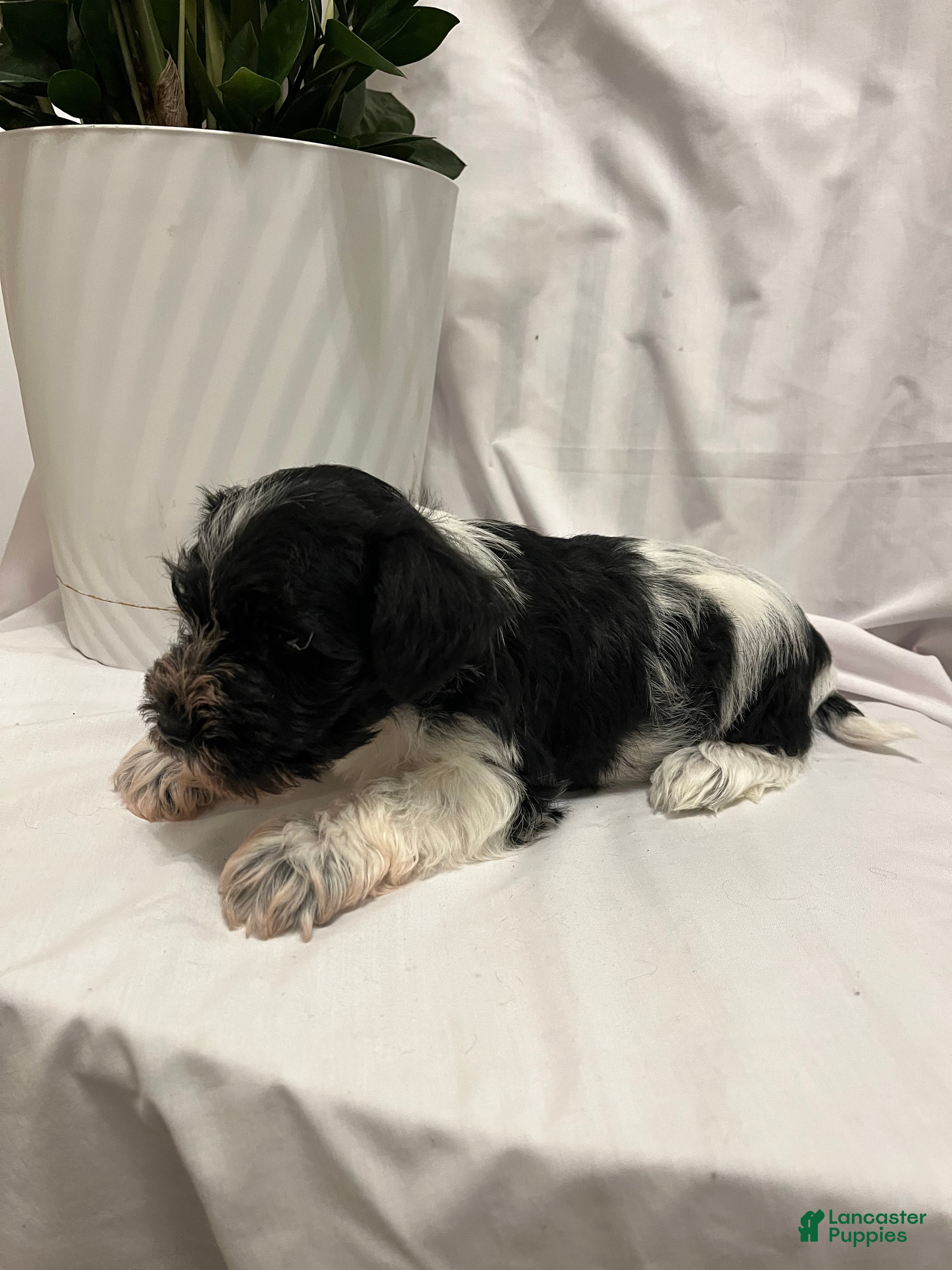 Miniature Schnauzer dogs Miniature Schnauzer Puppy 1 - Ad 40