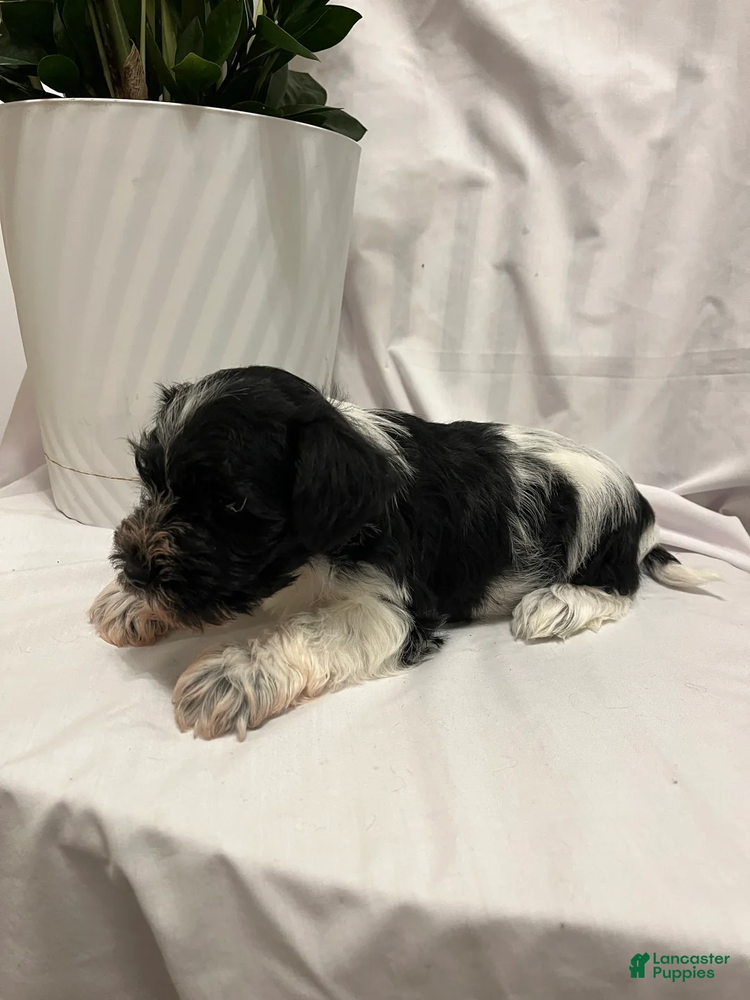Miniature Schnauzer dogs for sale: Miniature Schnauzer Puppy 1 - Ad 1