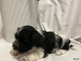 Miniature Schnauzer dogs Miniature Schnauzer Puppy 1 - Ad 40