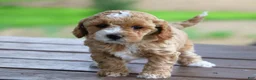 Mixed Breed dogs for sale: Khloe - Ad 5