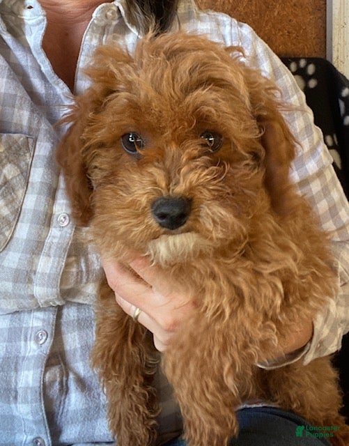 Cavapoo dogs Duncan - Ad 18
