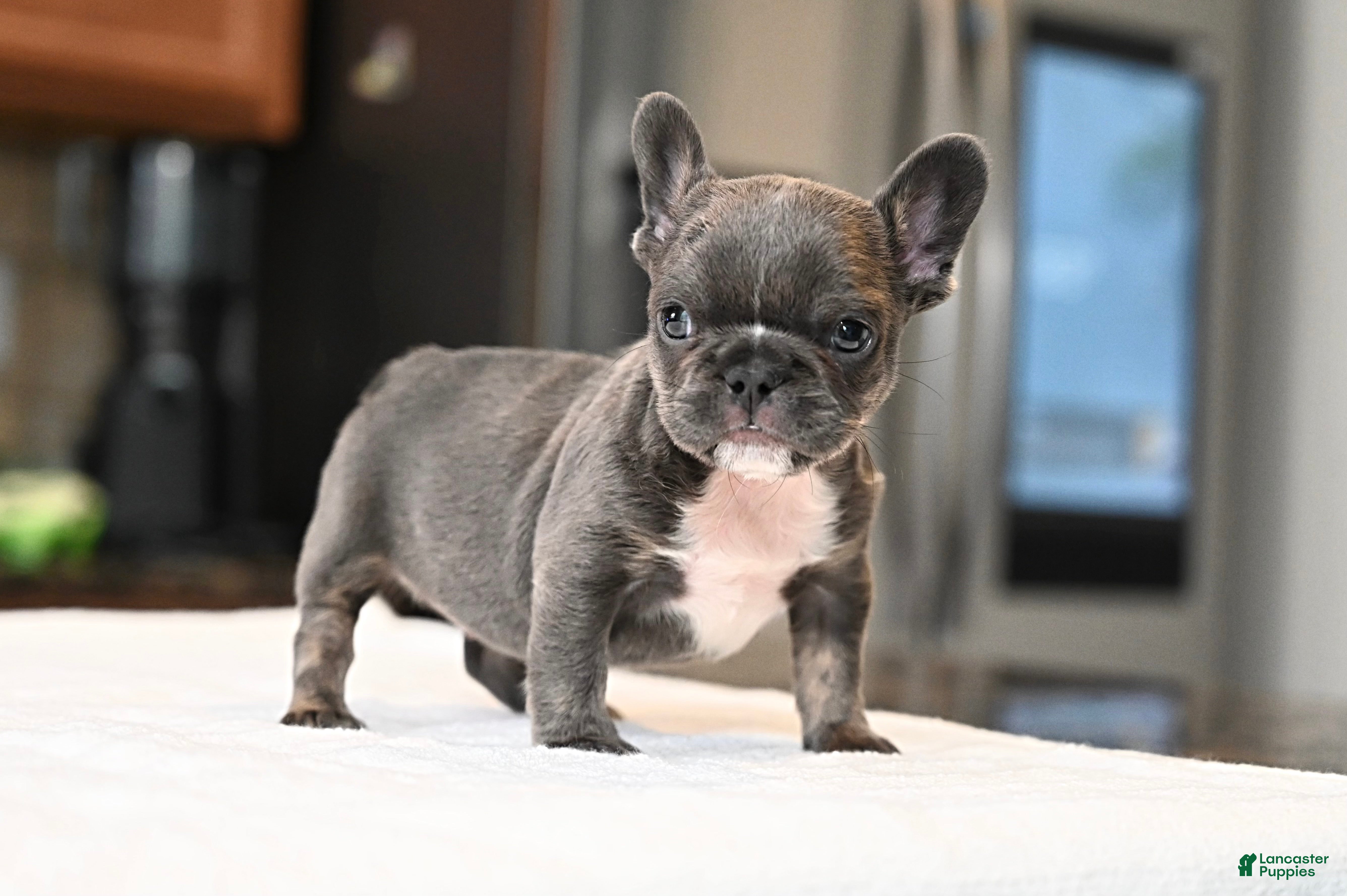French Bulldog dogs French Bulldog 2 - Ad 2