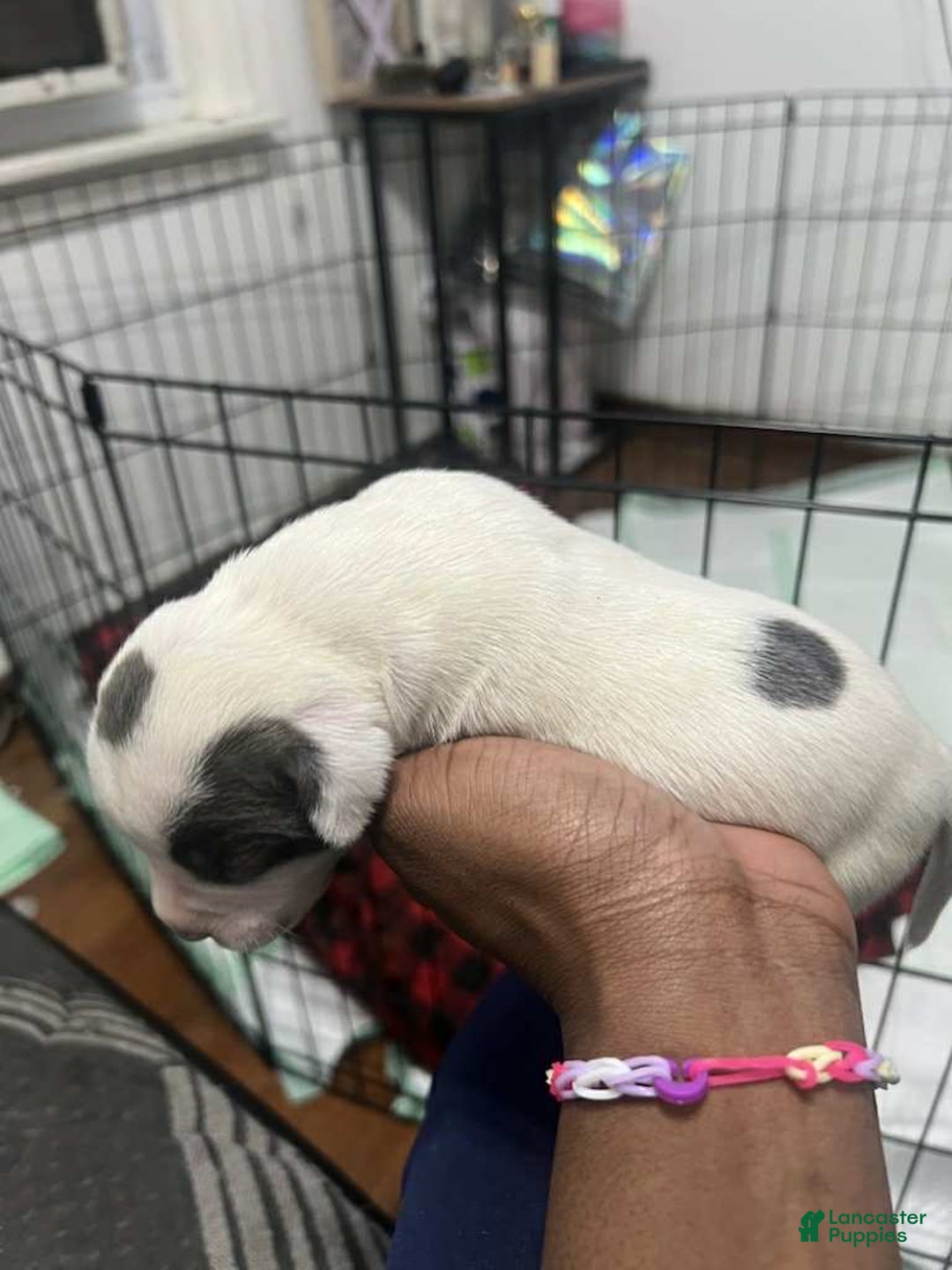 American Bully dogs for sale: Eyes - Ad 2