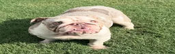 English Bulldog dogs for sale: SWEETIE PIE - English Bulldog   - Ad 6