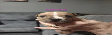 American Pit Bull Terrier 5