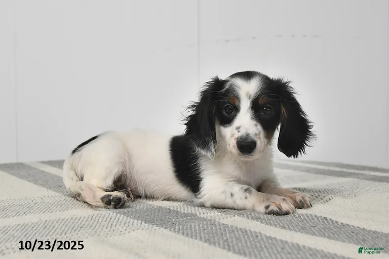 Gallery Image {{count}}