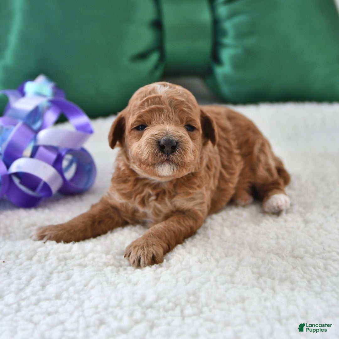 Mini Goldendoodle dogs for sale: Pippa - Ad 1