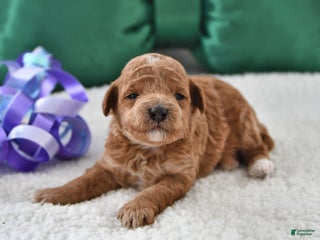 Mini Goldendoodle dogs Pippa - Ad 28