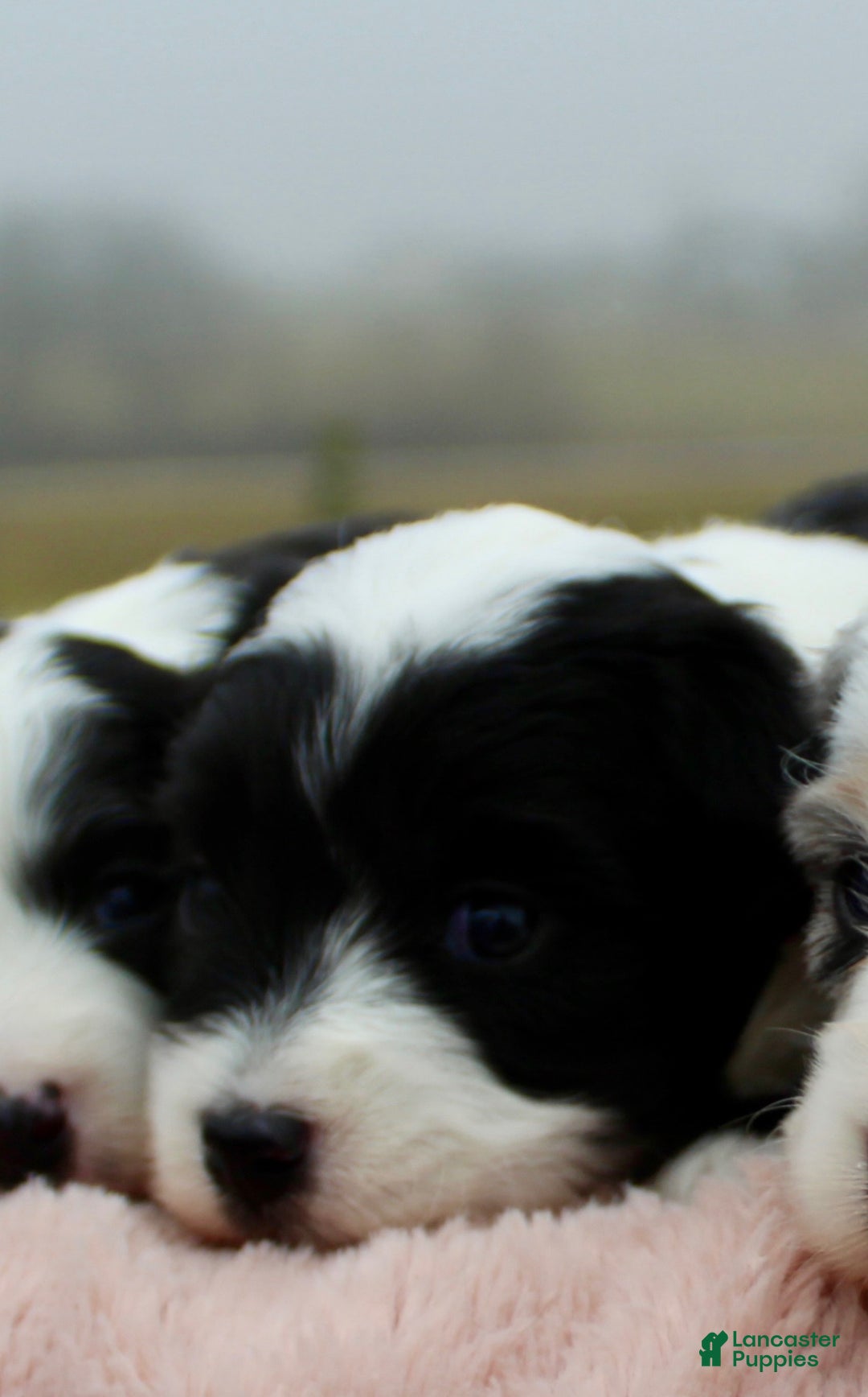 Toy Poodle dogs for sale: Toy Australian Shepherd Puppy 3 - Ad 1