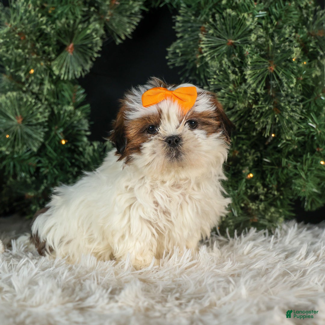 Shih Tzu dogs for sale: RANDY - Ad 10
