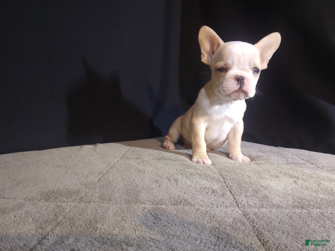 French Bulldog dogs for sale: Sandy - Ad 2