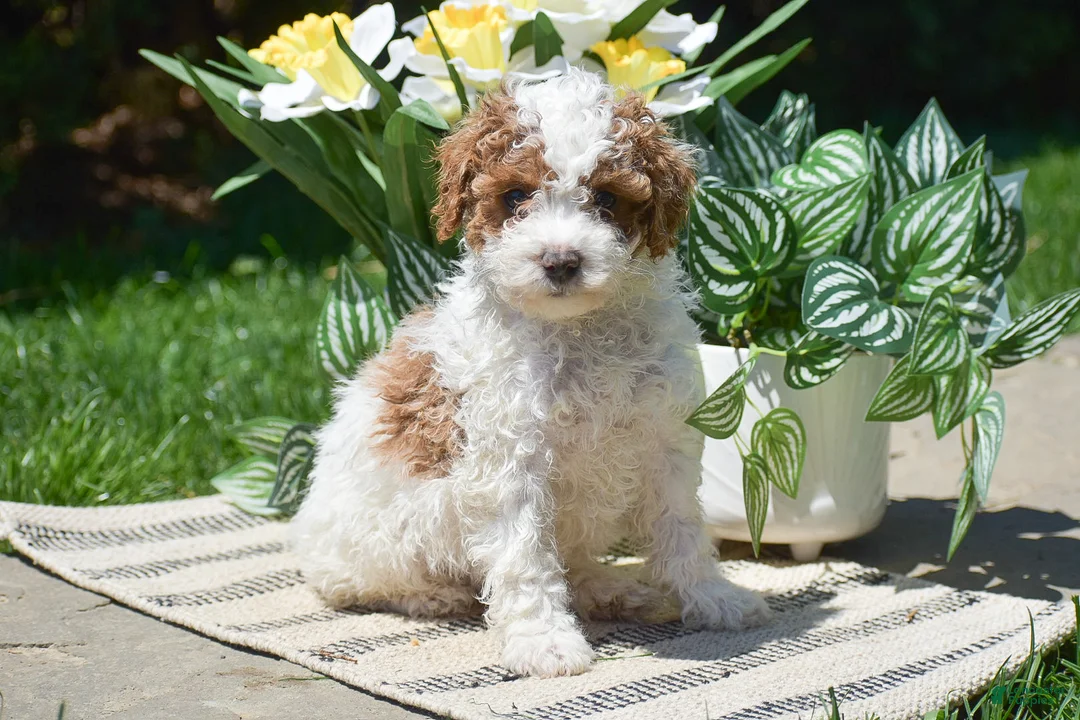 Miniature Poodle dogs for sale: Parker - Ad 1