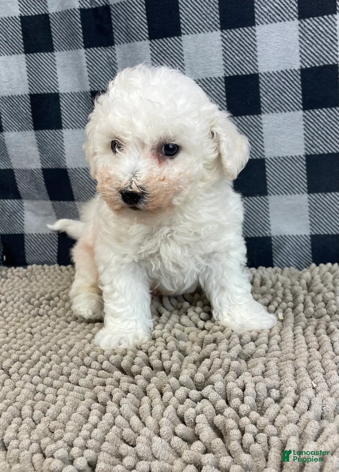 Bichon Frise dogs for sale: Bernie - Ad 4