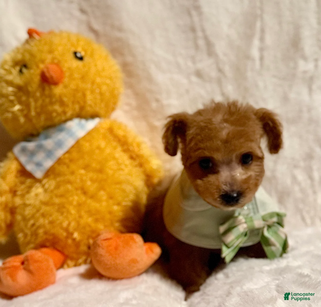 Toy Poodle dogs for sale: Junior - Ad 9