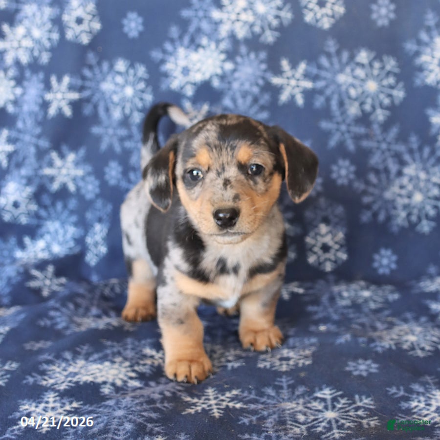 Welsh Corgi Pembroke dogs for sale: Stella - Ad 3