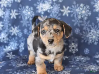 Welsh Corgi Pembroke dogs for sale: Stella - Ad 3