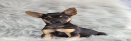 Chihuahua dogs for sale: Preston - Ad 1