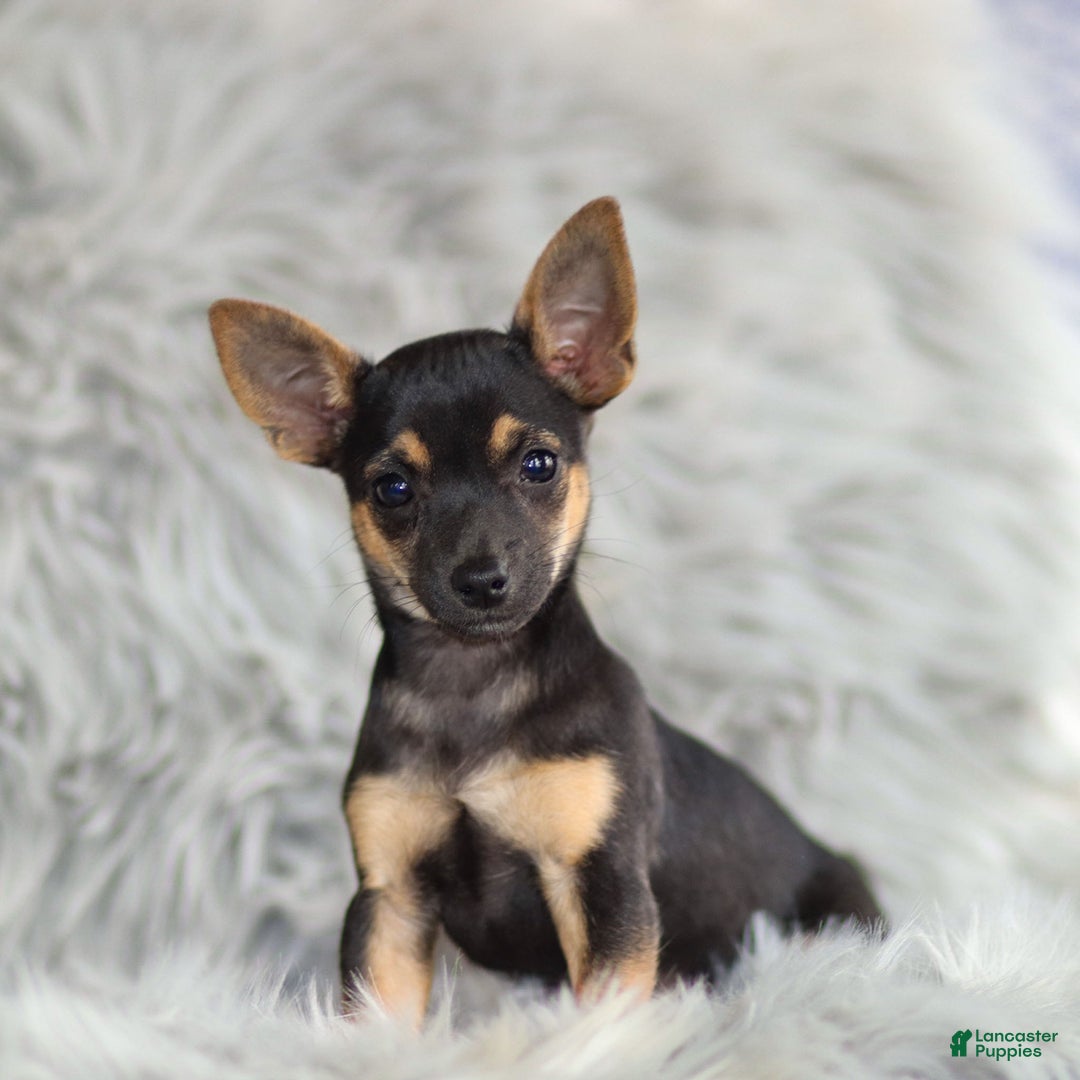 Chihuahua dogs for sale: Preston - Ad 1