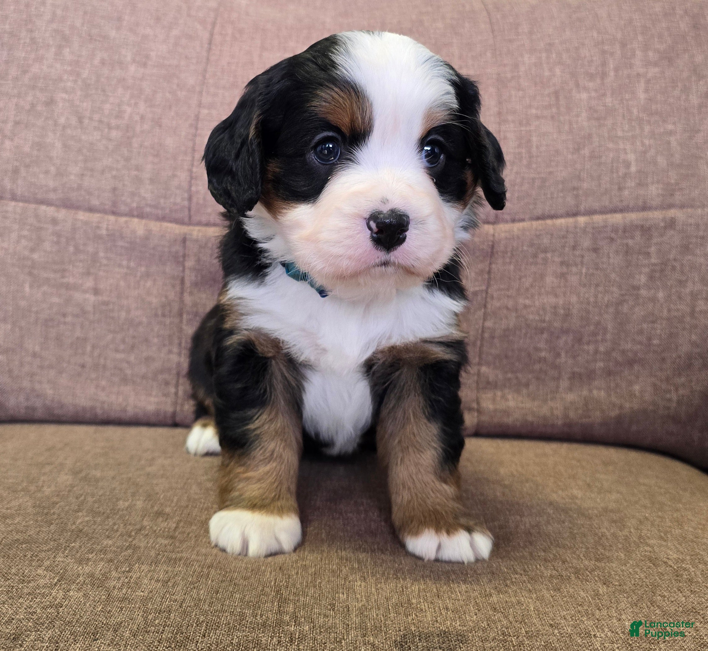 Miniature Bernese Mountain Dog dogs Manhattan  - Ad 1