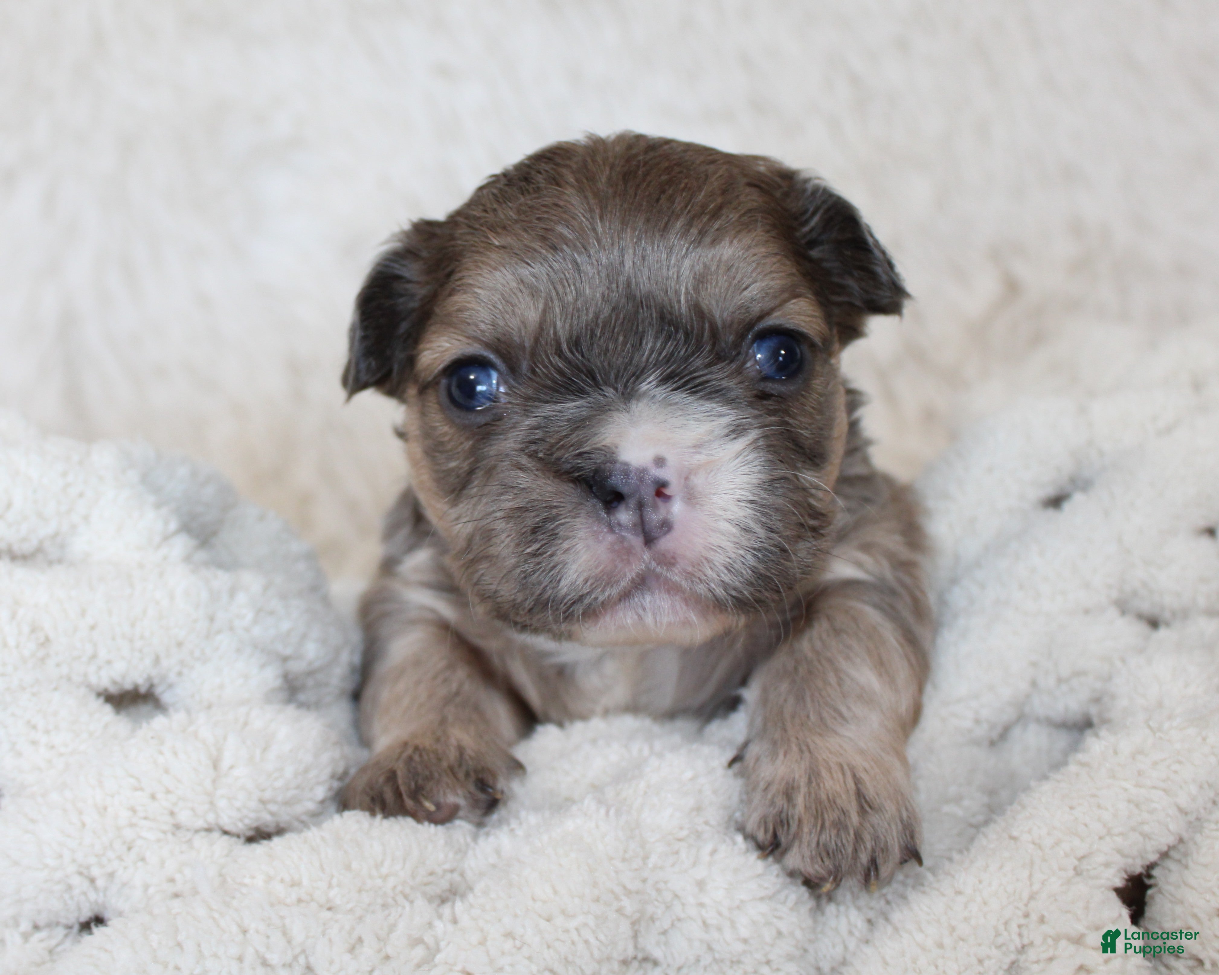 French Bulldog dogs Fluffy Leo - Ad 2