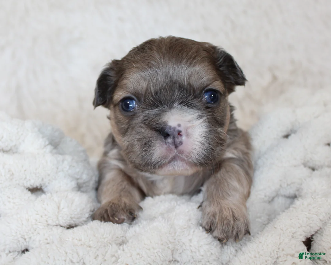 French Bulldog dogs for sale: Fluffy Leo - Ad 2