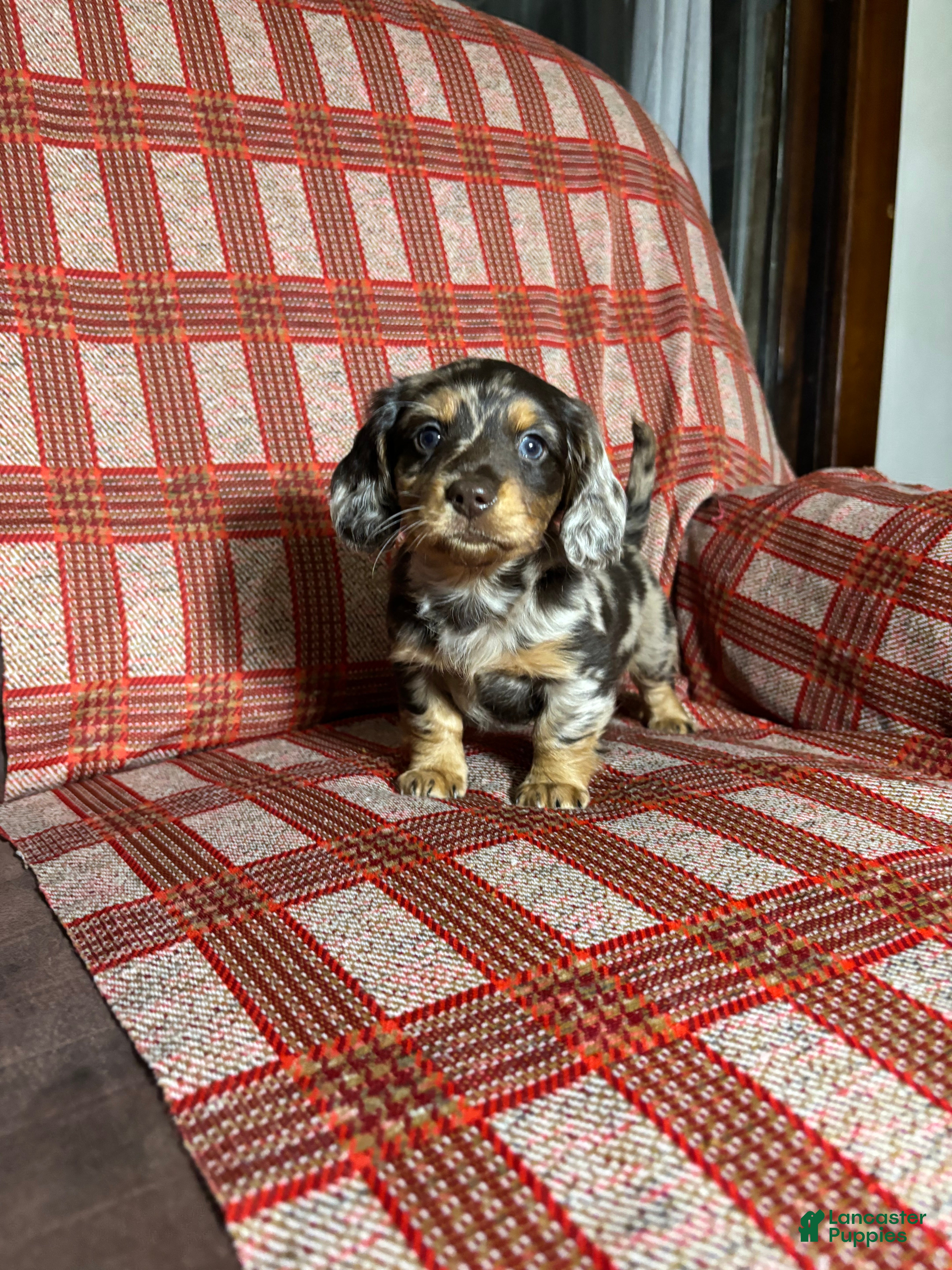 Miniature Dachshund dogs Miniature Dachshund Puppy 4 - Ad 3