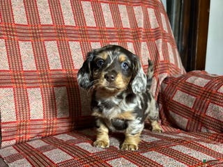 Miniature Dachshund dogs Miniature Dachshund Puppy 4 - Ad 30