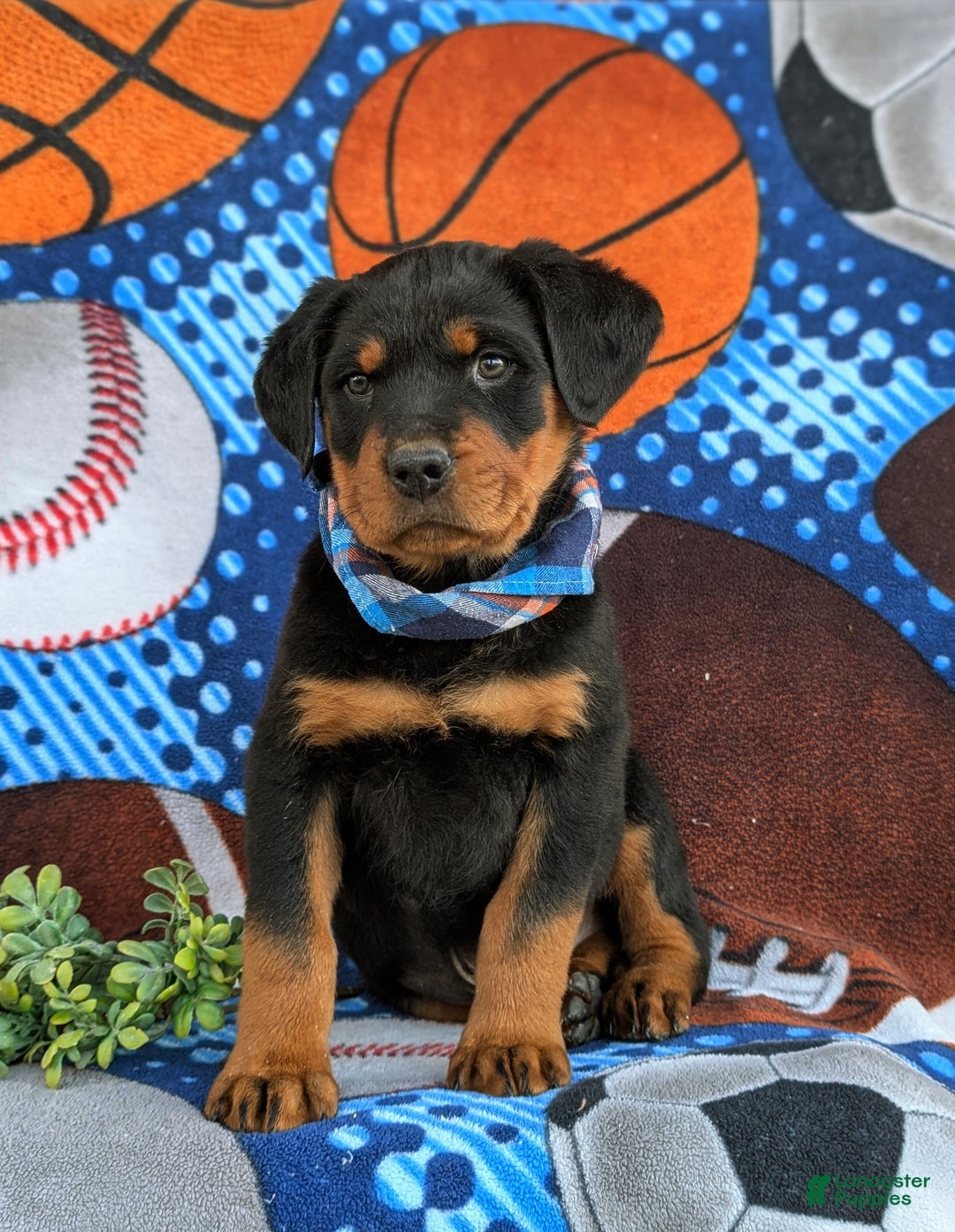Rottweiler dogs for sale: Bryant - Ad 5