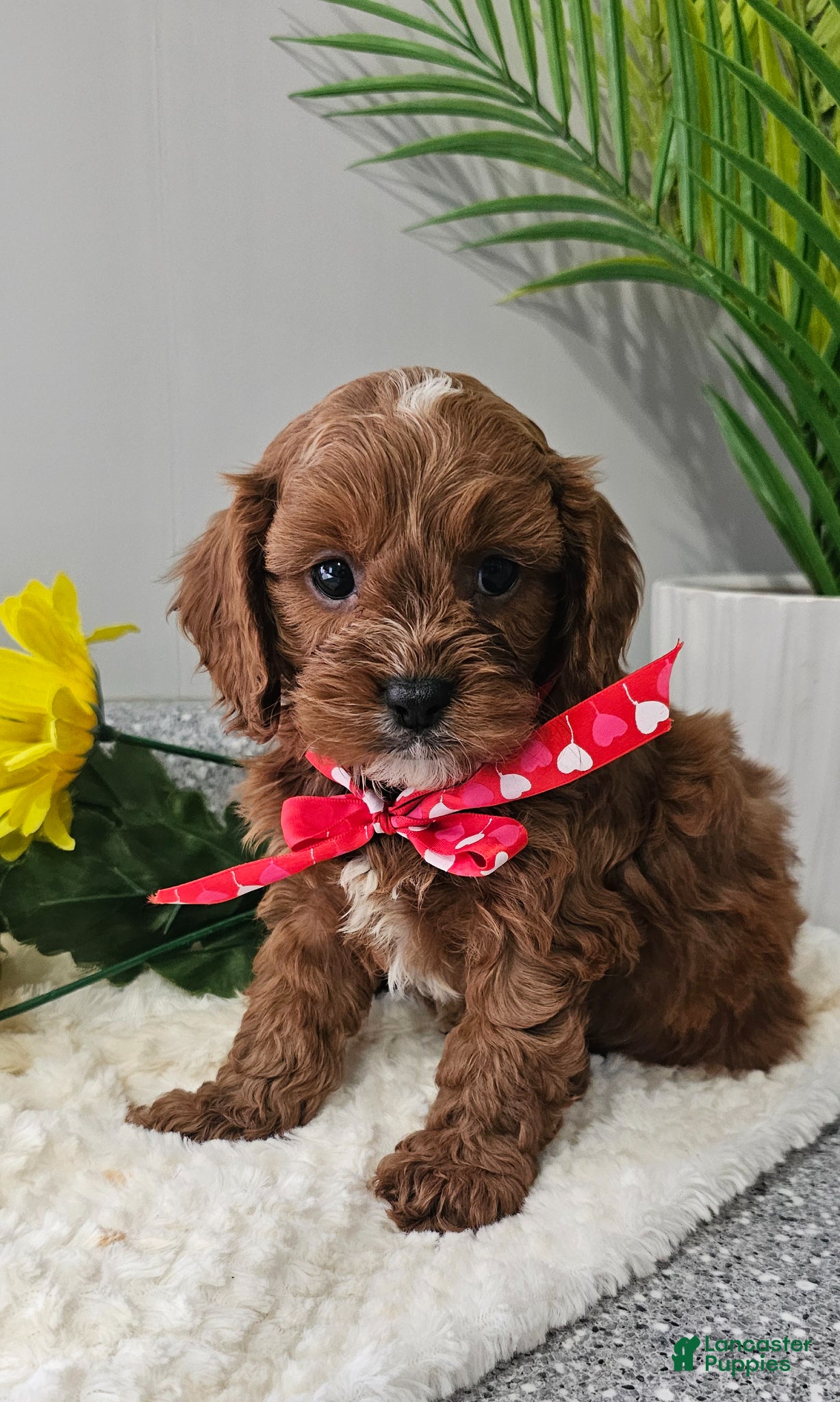 Cavapoo dogs Maxwell  - Ad 1