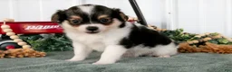 Chihuahua dogs for sale: Lugnut - Ad 1