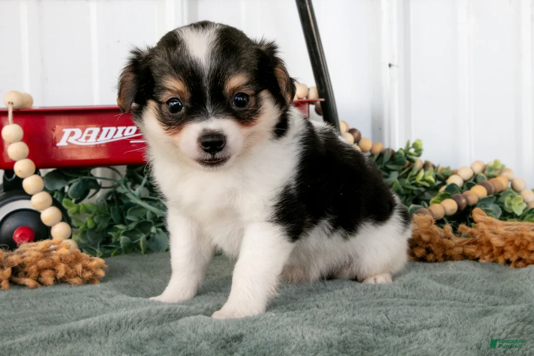 Chihuahua dogs for sale: Lugnut - Ad 1