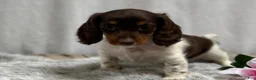 Miniature Dachshund dogs for sale: Birdie - Ad 7