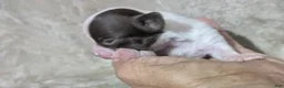 Chihuahua dogs for sale: Tiny Tcup Apple Head Inky  - Ad 10