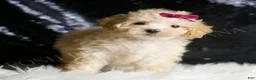 Maltipoo dogs for sale: Berry - Ad 2