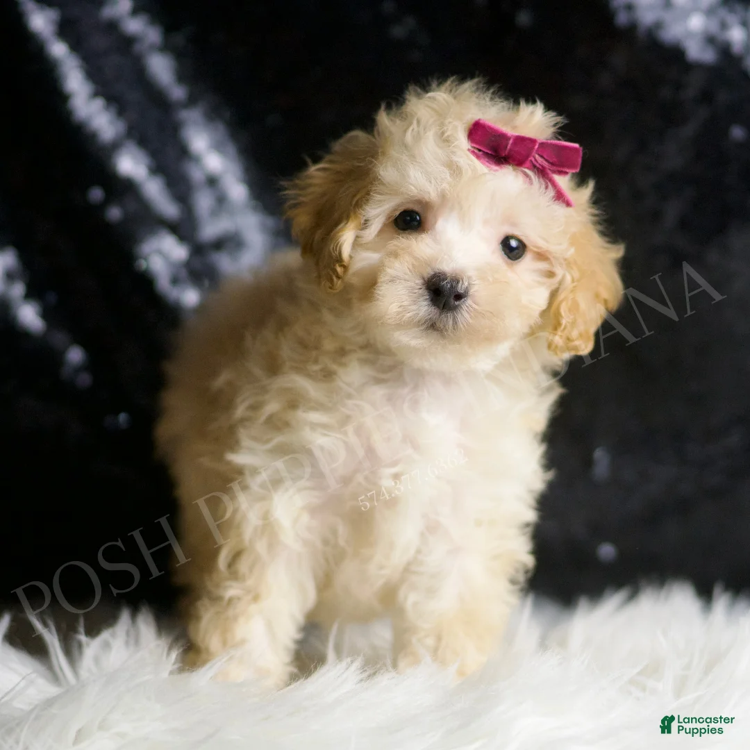 Maltipoo dogs for sale: Berry - Ad 2