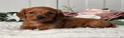 Miniature Dachshund dogs for sale: Jenny  - Ad 2