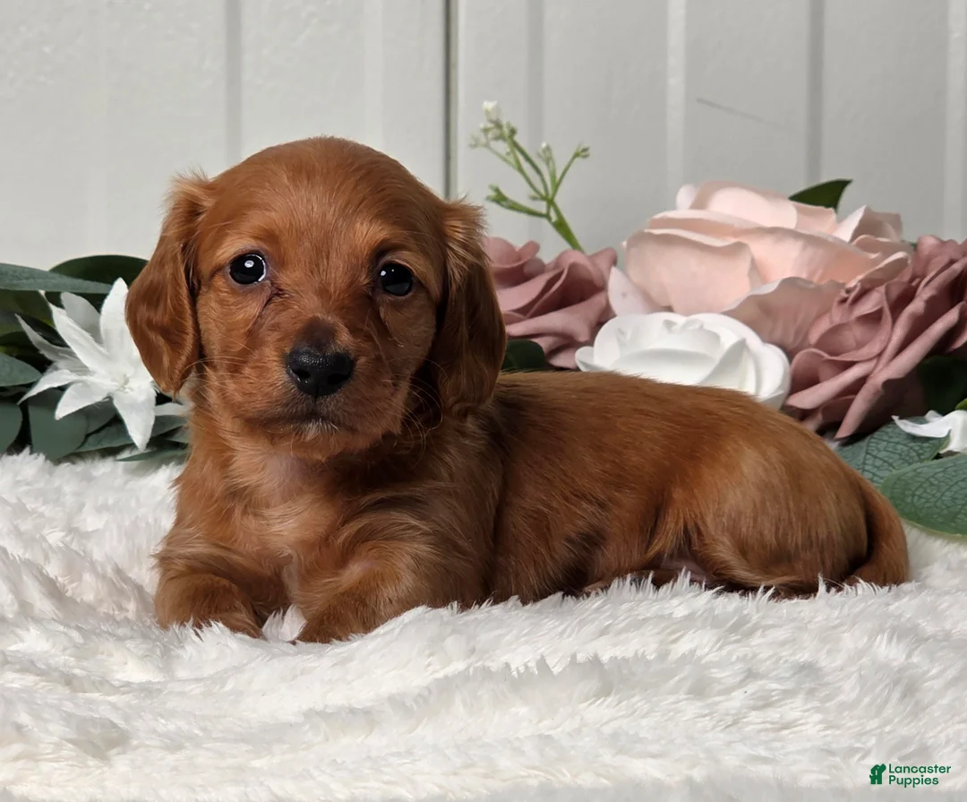 Miniature Dachshund dogs for sale: Jenny  - Ad 2