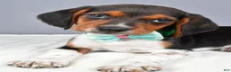 Beagle dogs for sale: Odell - Ad 6
