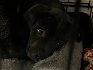 Cane Corso dogs Diesel - Ad 40